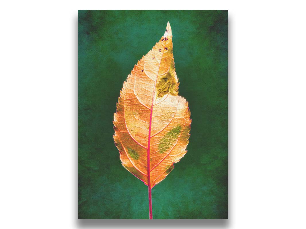 A photo of an orange leaf with a green, brush textured backgrond. Printed on canvas.