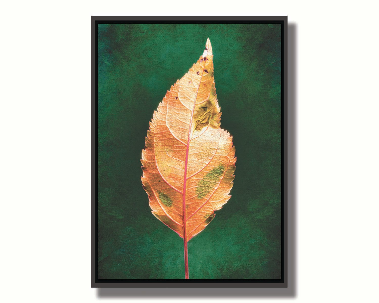 A photo of an orange leaf with a green, brush textured backgrond. Printed on canvas in a float frame.