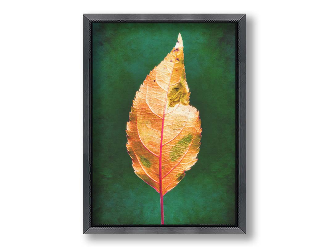 A photo of an orange leaf with a green, brush textured backgrond. Printed on canvas and framed.