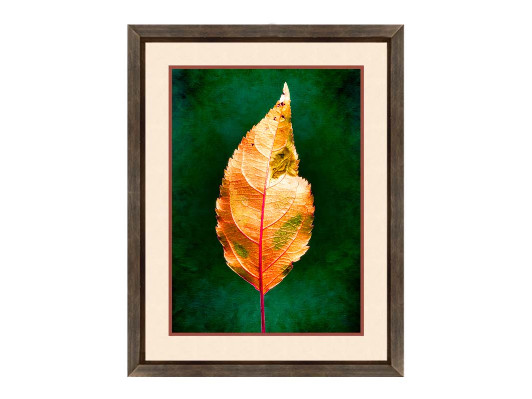 A photo of an orange leaf with a green, brush textured backgrond. Printed on paper, matted, and framed.