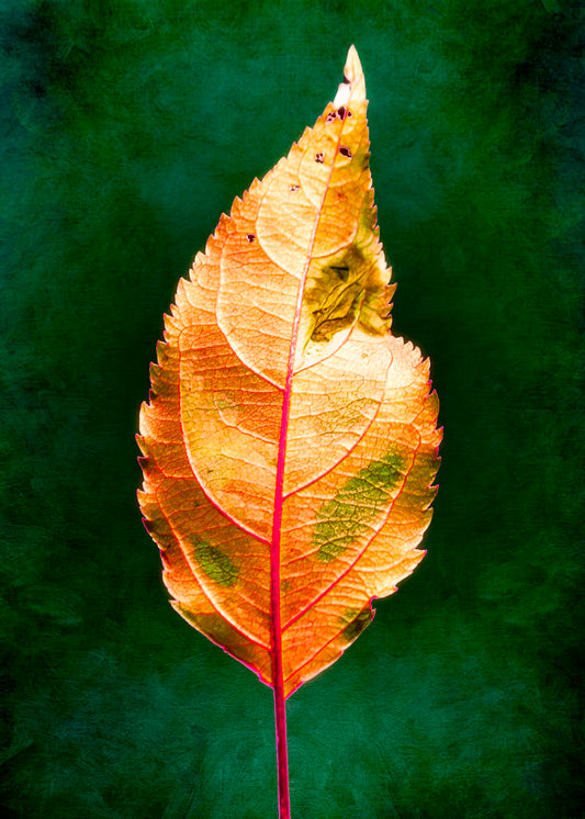 A photo of an orange leaf with a green, brush textured background. 