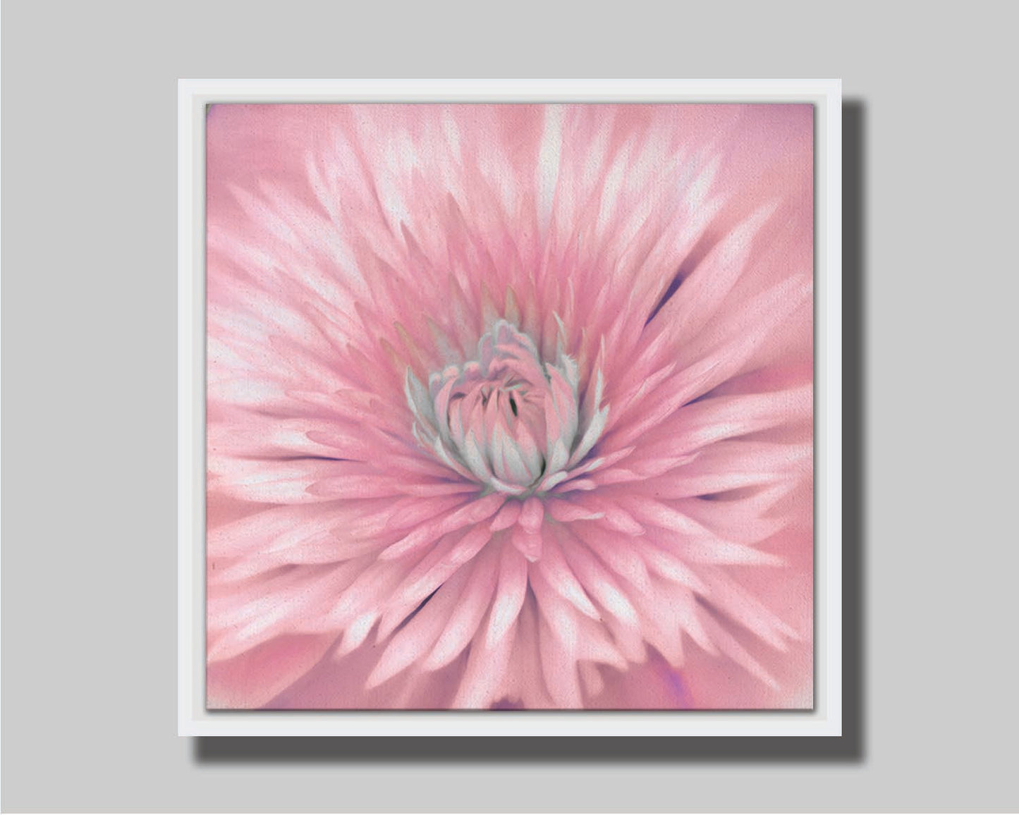 A close-up photo of a clematis flower in pink. Printed on canvas in a float frame.