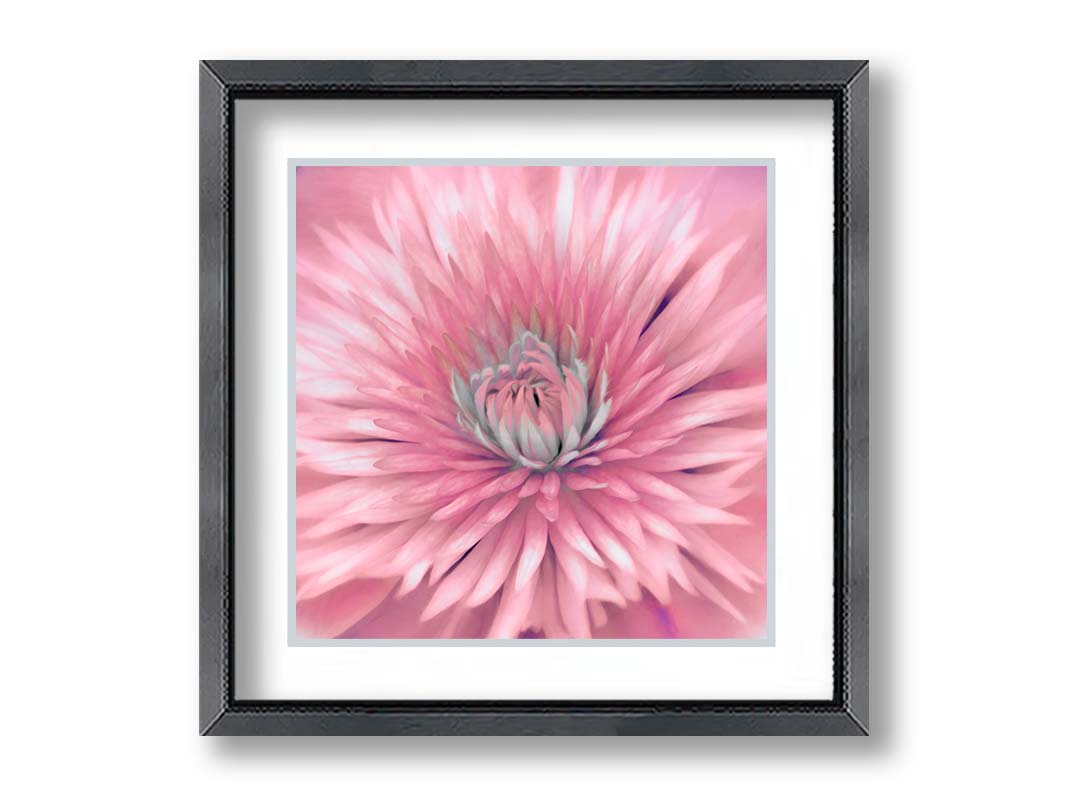 A close-up photo of a clematis flower in pink. Printed on paper, matted, and framed. 