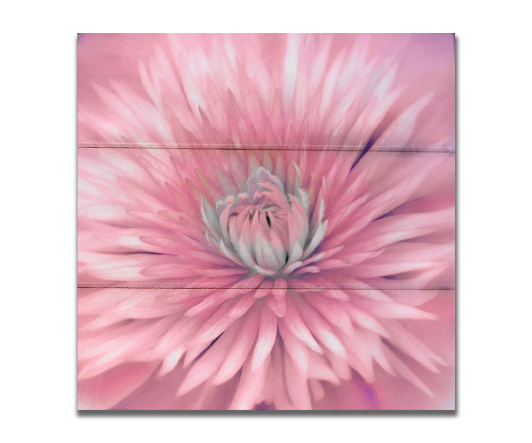 A close-up photo of a clematis flower in pink. Printed on a box board.