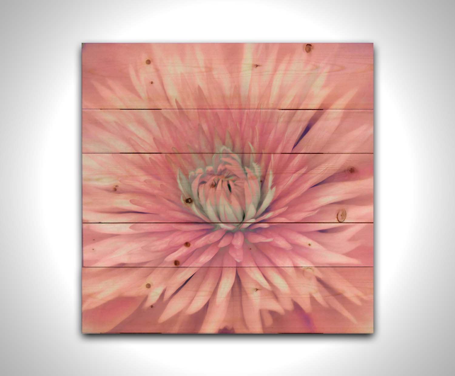 A close-up photo of a clematis flower in pink. Printed on a wood a pallet.