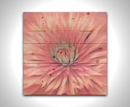 A close-up photo of a clematis flower in pink. Printed on a wood a pallet.