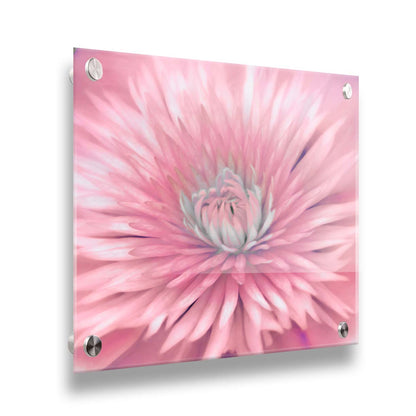 A close-up photo of a clematis flower in pink. Printed on acrylic.