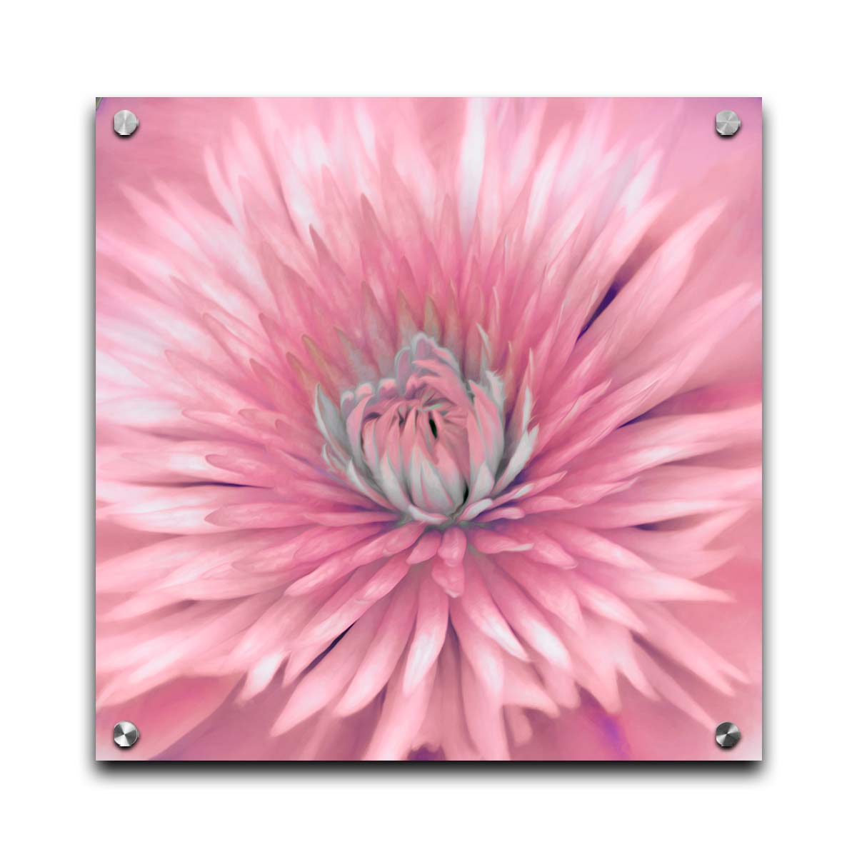 A close-up photo of a clematis flower in pink. Printed on acrylic.