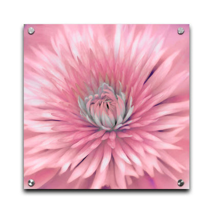 A close-up photo of a clematis flower in pink. Printed on acrylic.