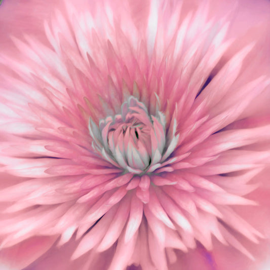 A close-up photo of a clematis flower in pink.