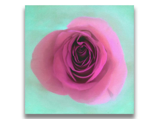 A photo of a pink rose, close-up from the top down. It is suspended in a bright cyan background in soft lighting. Printed on canvas.