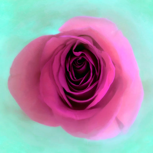 A photo of a pink rose, close-up from the top down. It is suspended in a bright cyan background in soft lighting. 
