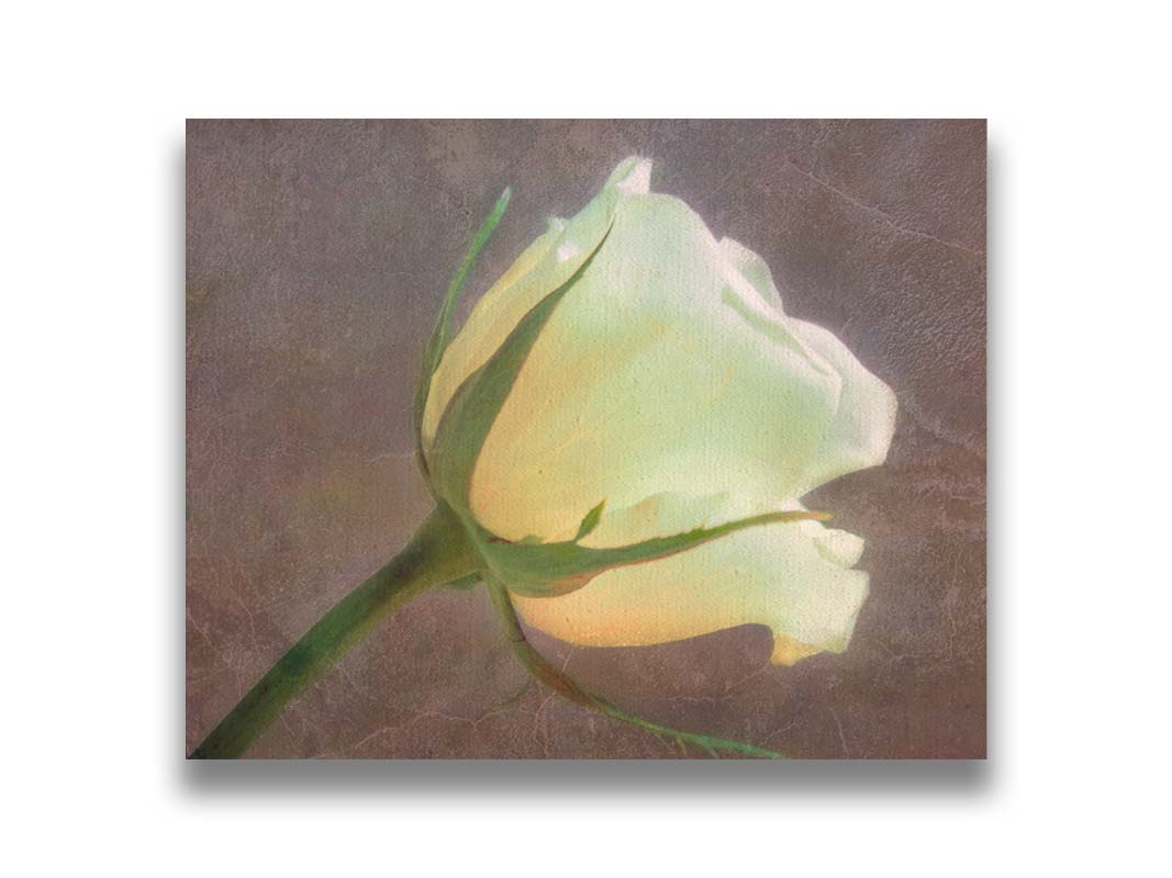 A photo of a yellow rose isolated on a brown background overlayed with a worn, leathery texture. Printed on canvas.