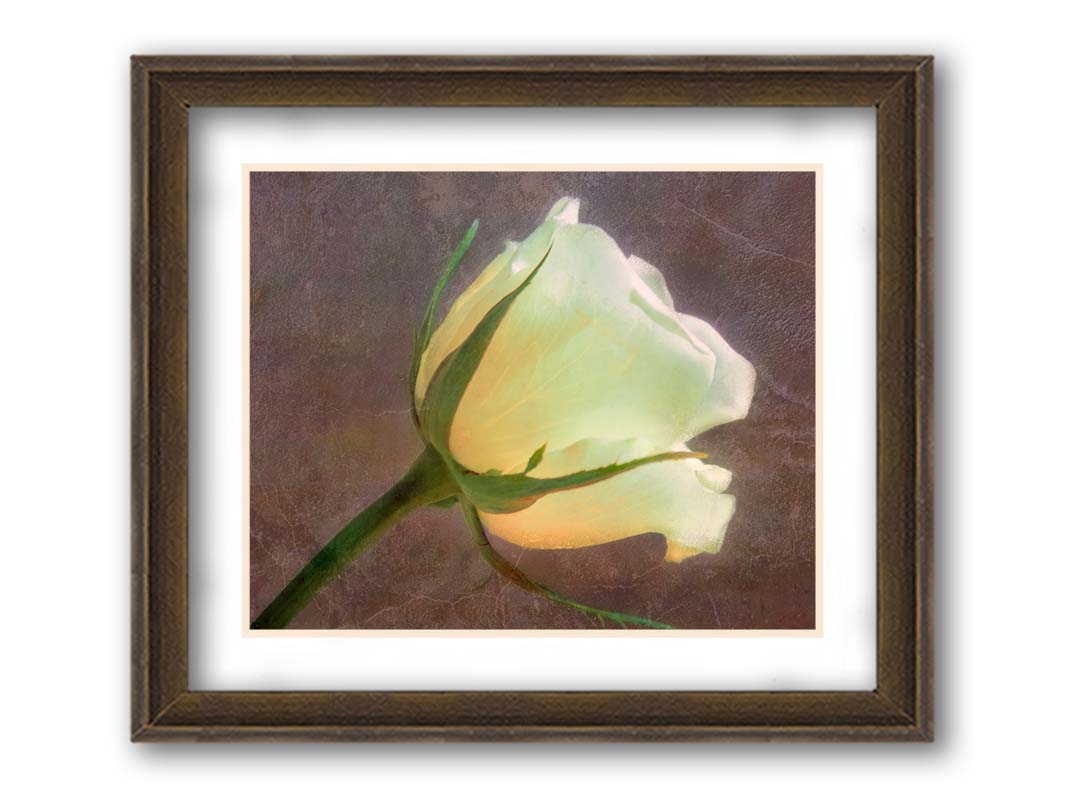 A photo of a yellow rose isolated on a brown background overlayed with a worn, leathery texture. Printed on paper, matted, and framed.