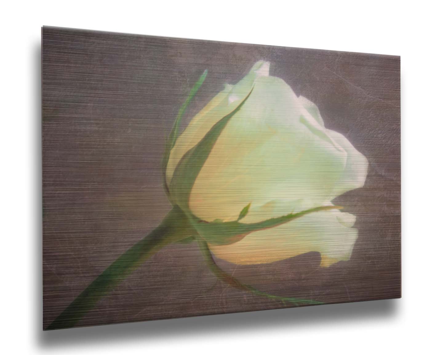 A photo of a yellow rose isolated on a brown background overlayed with a worn, leathery texture. Printed on metal.