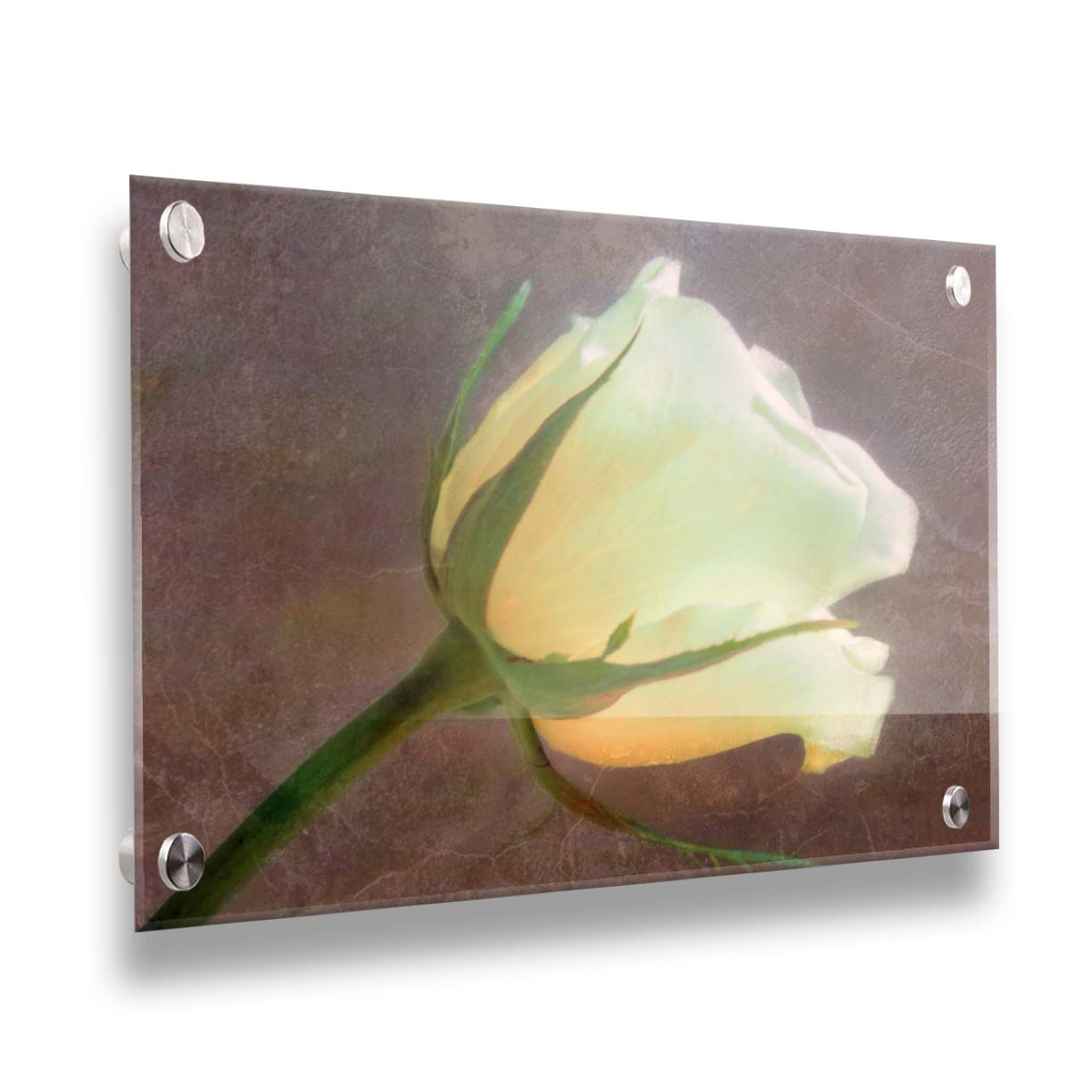 A photo of a yellow rose isolated on a brown background overlayed with a worn, leathery texture. Printed on acrylic.