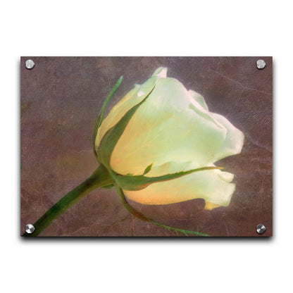 A photo of a yellow rose isolated on a brown background overlayed with a worn, leathery texture. Printed on acrylic.