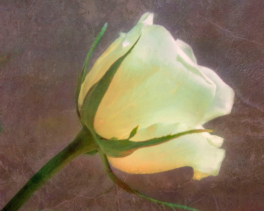 A photo of a yellow rose isolated on a brown background overlaid with a worn, leathery texture.