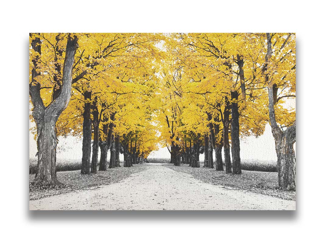 A photo of a road bordered by lines of trees, and surrounded by fields of crops. Edited in black and white, with selectively colored yellow leaves. Printed on canvas.