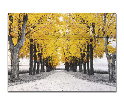 A photo of a road bordered by lines of trees, and surrounded by fields of crops. Edited in black and white, with selectively colored yellow leaves. Printed on a box board.