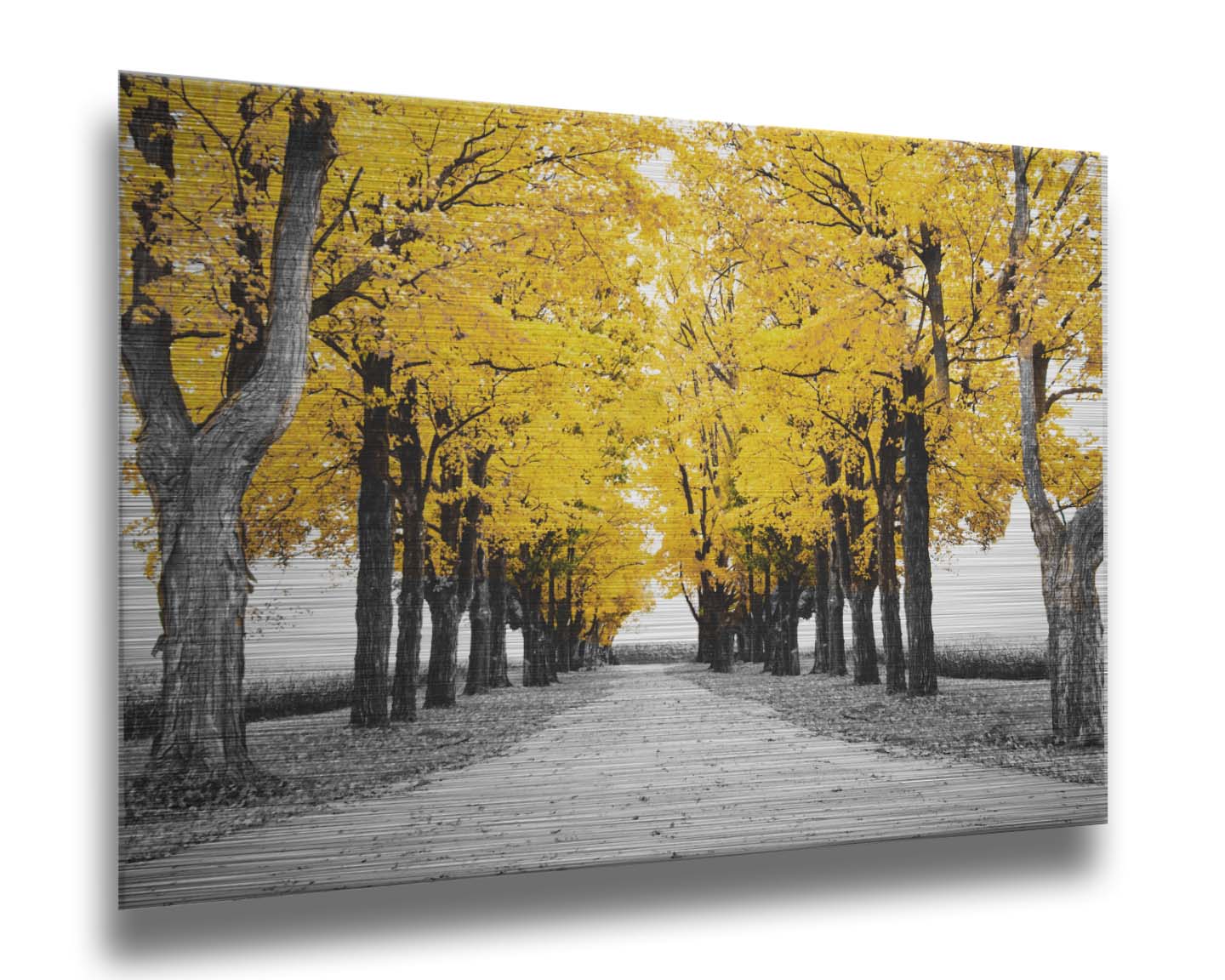 A photo of a road bordered by lines of trees, and surrounded by fields of crops. Edited in black and white, with selectively colored yellow leaves. Printed on metal.