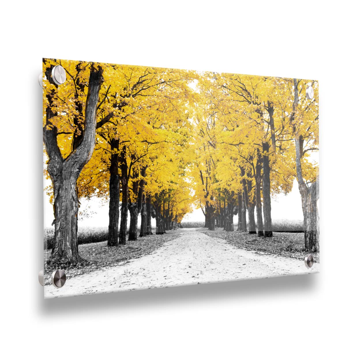 A photo of a road bordered by lines of trees, and surrounded by fields of crops. Edited in black and white, with selectively colored yellow leaves. Printed on acrylic.