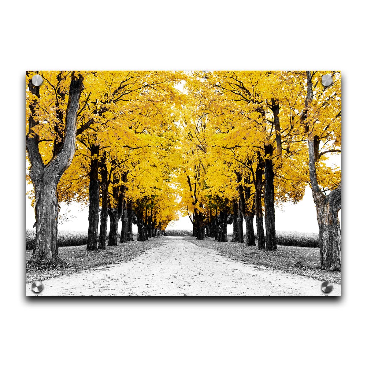 A photo of a road bordered by lines of trees, and surrounded by fields of crops. Edited in black and white, with selectively colored yellow leaves. Printed on acrylic.