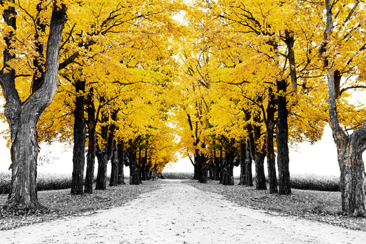A photo of a road bordered by lines of trees, and surrounded by fields of crops. Edited in black and white, with selectively colored yellow leaves.