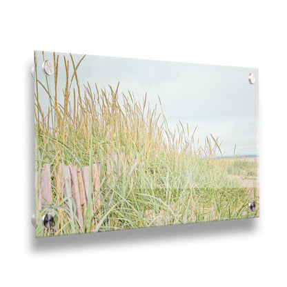 A photograph of tall grasses at the beach, surrounding a short wooden fence. Printed on acrylic.