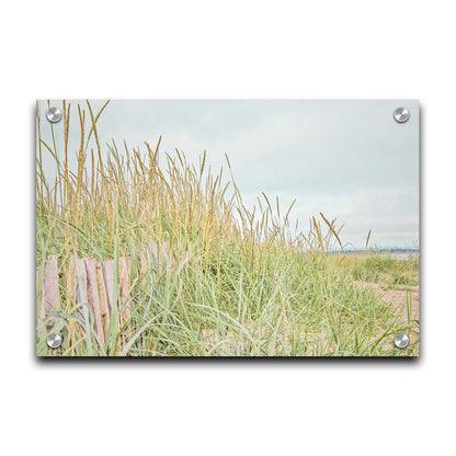 A photograph of tall grasses at the beach, surrounding a short wooden fence. Printed on acrylic.