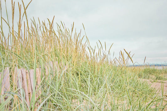 A photograph of tall grasses at the beach, surrounding a short wooden fence.