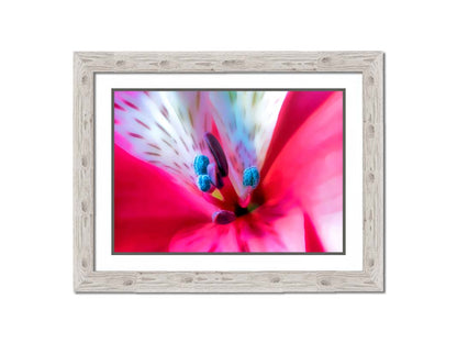 An upclose photo of a pink azalea, edited to have a soft, painterly appearance. Printed on paper, matted, and framed.