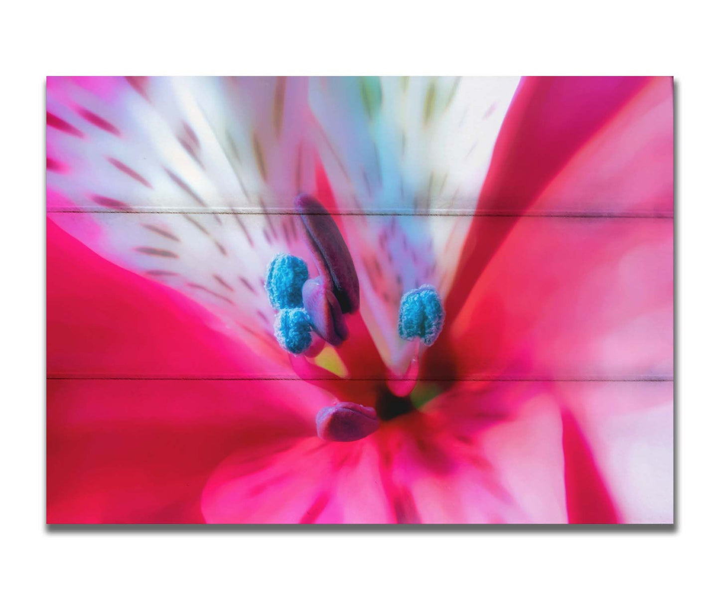 An upclose photo of a pink azalea, edited to have a soft, painterly appearance. Printed on a box board.