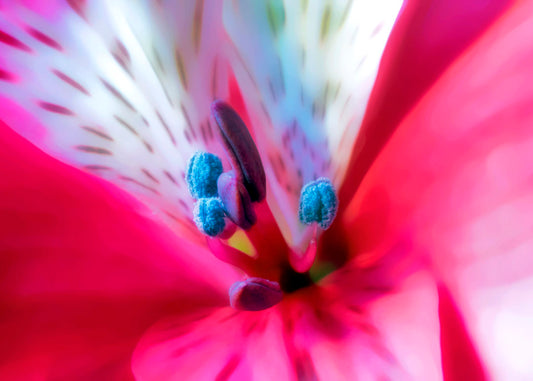 An upclose photo of a pink azalea, edited to have a soft, painterly appearance. 