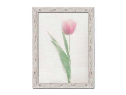 A photo of a single pale, pink tulip lit up by a bright white background. Printed on canvas and framed.