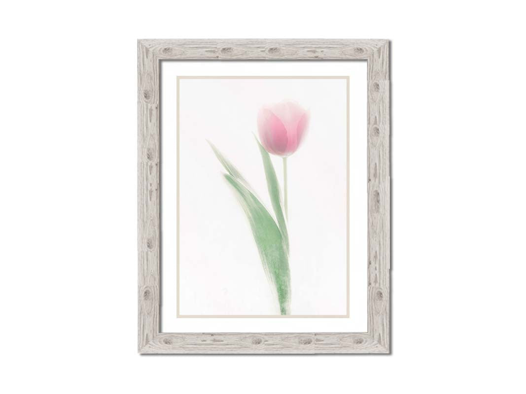 A photo of a single pale, pink tulip lit up by a bright white background. Printed on paper, matted, and framed.