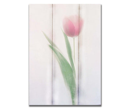 A photo of a single pale, pink tulip lit up by a bright white background. Printed on a box board.