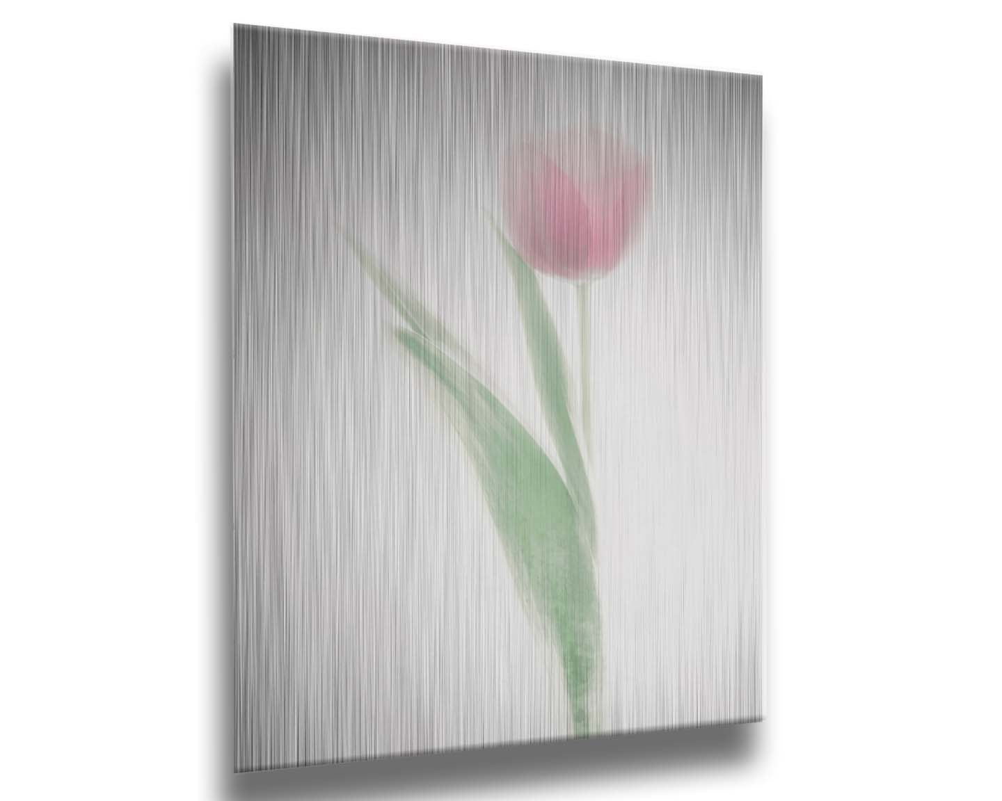 A photo of a single pale, pink tulip lit up by a bright white background. Printed on metal.