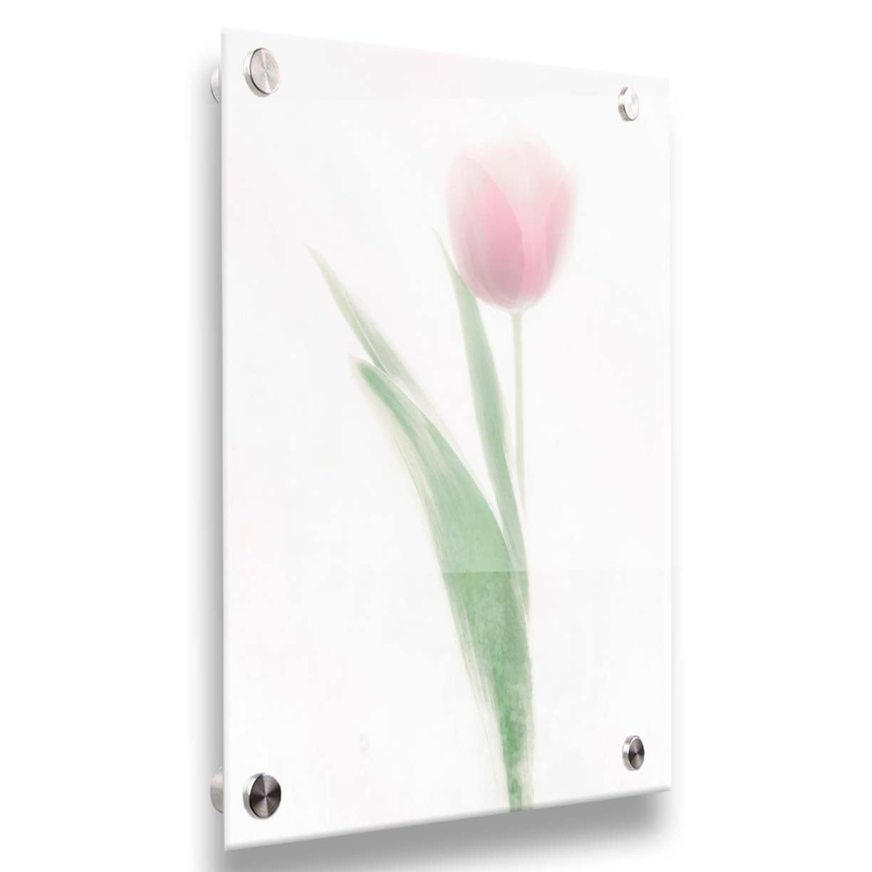 A photo of a single pale, pink tulip lit up by a bright white background. Printed on acrylic.