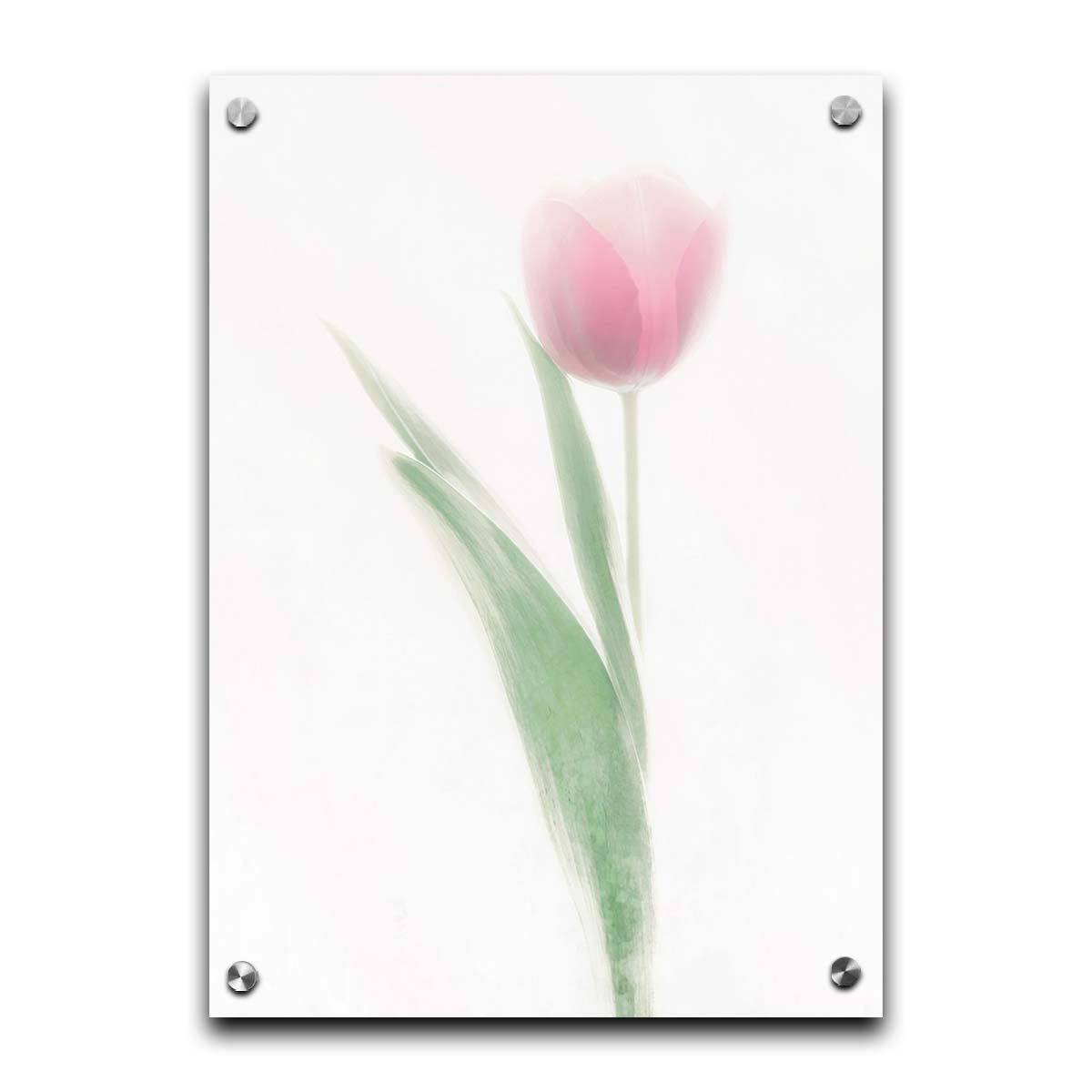 A photo of a single pale, pink tulip lit up by a bright white background. Printed on acrylic.