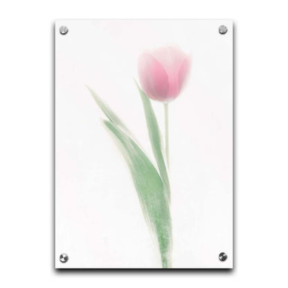 A photo of a single pale, pink tulip lit up by a bright white background. Printed on acrylic.