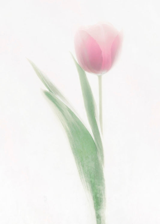 A photo of a single pale, pink tulip lit up by a bright white background.