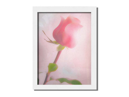 A photo of a pink rose against a light pink background, edited with a painterly effect. Printed on canvas and framed.