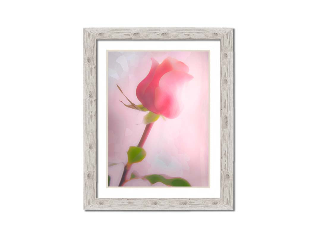 A photo of a pink rose against a light pink background, edited with a painterly effect. Printed on paper, matted, and framed.