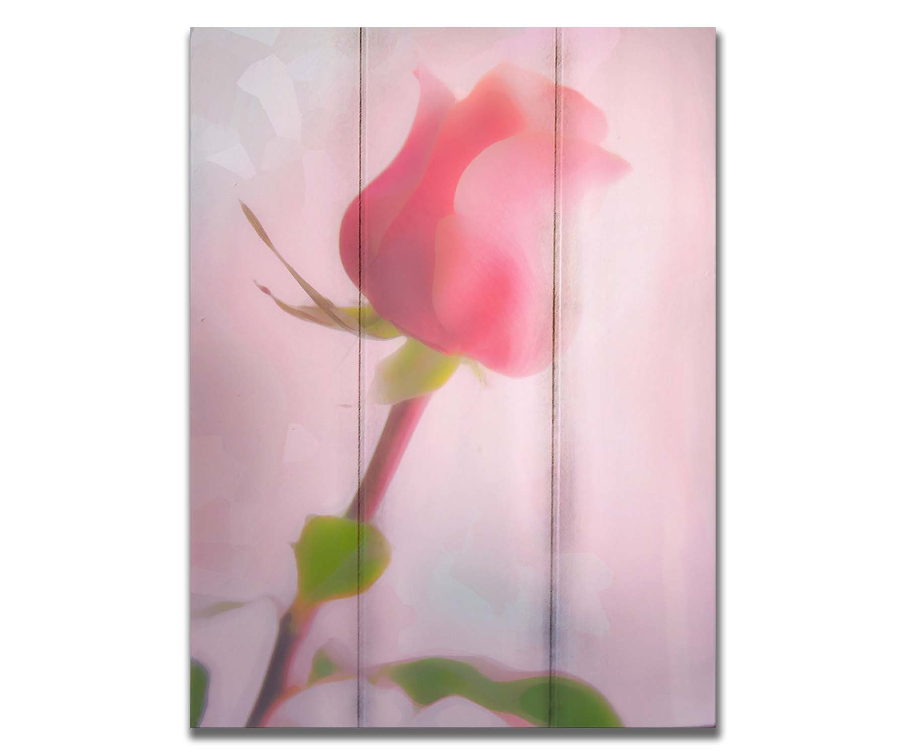 A photo of a pink rose against a light pink background, edited with a painterly effect. Printed on a box board.