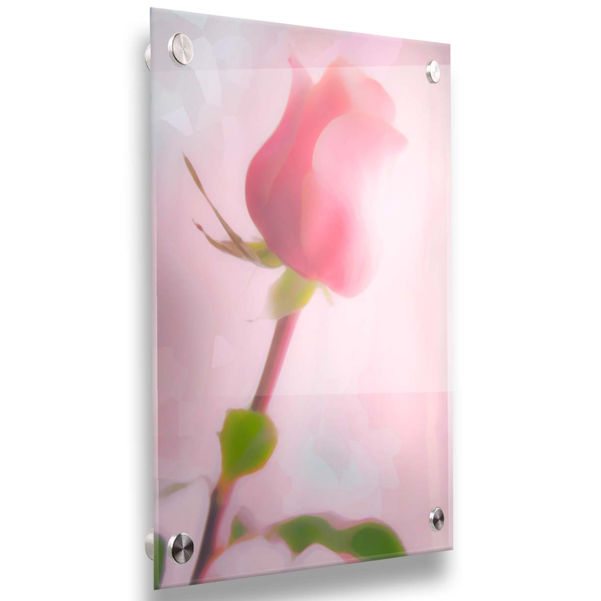 A photo of a pink rose against a light pink background, edited with a painterly effect. Printed on acrylic.