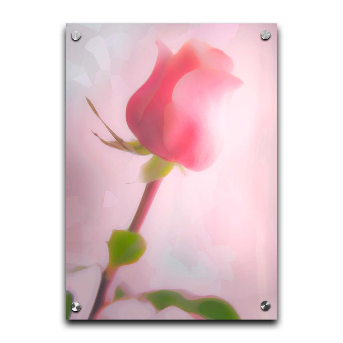 A photo of a pink rose against a light pink background, edited with a painterly effect. Printed on acrylic.