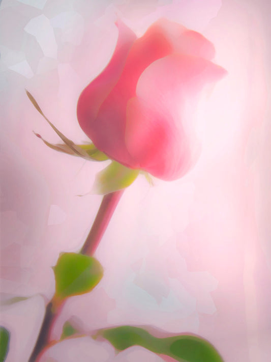 A photo of a pink rose against a light pink background, edited with a painterly effect.