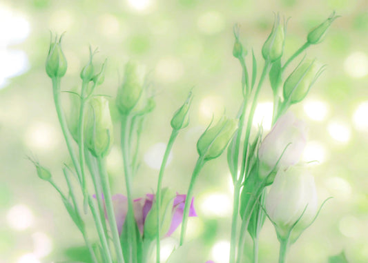 An edited photo of a collection of white and purple rose buds. The background is a pale green with a white bokeh. 