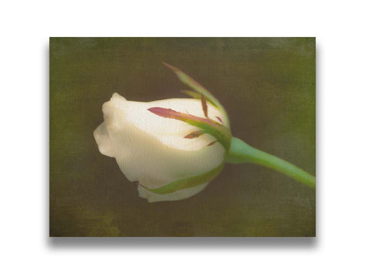 A photo of a softly lit white rose against a deep green background. Printed on canvas.